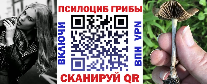 MEGA сайт  Злынка  Псилоцибиновые грибы Psilocybe 